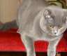 Deckkater BKH blue